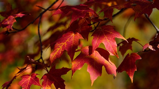 Be the envy of the neighborhood by planting one of these colorful fall trees