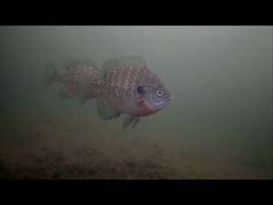 Beaver Tail for Bait w/ the Underwater Camera!