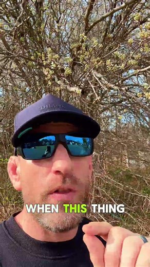 What the plants can tell you about the bass spawn #bassfishing #fishing