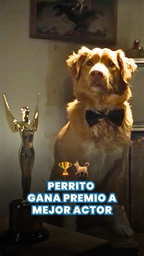 ¡Histórico! Indy, el lomito protagonista de la película de terror Good Boy, le ganó a actores humanos el premio a Mejor Actor de terror. Su actuación fue tan poderosa y adorable, que terminó llevándose la estatuilla en los Astra Awards 2026🏆🐕 #perros #indygoodboy #astraawards2026 #perritos #historiasdeperros | Noticias Con Perritos