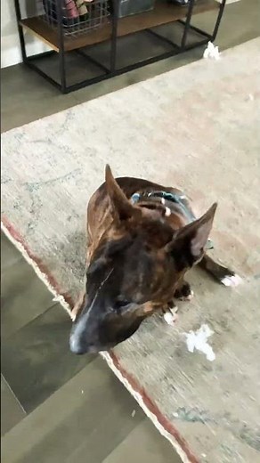 Real life target dog #target #dog #cute #bullterrier