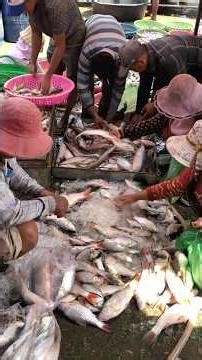 Cambodia Distribution Fish Market