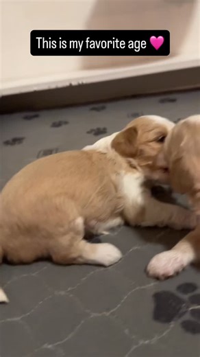 Lu’s week old mini Australian Labradoodle pups are the cutest 🩷 This age is so fun, they start playing with each other and wrestling around but they’re so uncoordinated. #australianlabradoodle #australianlabradoodlepuppy #doodlelove #labradoodle #puppylove #labradoodlepuppy #doodlepuppy #labradoodlepuppy | Blessed Day Doodles