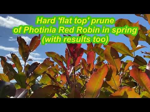 How we hard prune a Red Robin plant in spring #new #red #growth