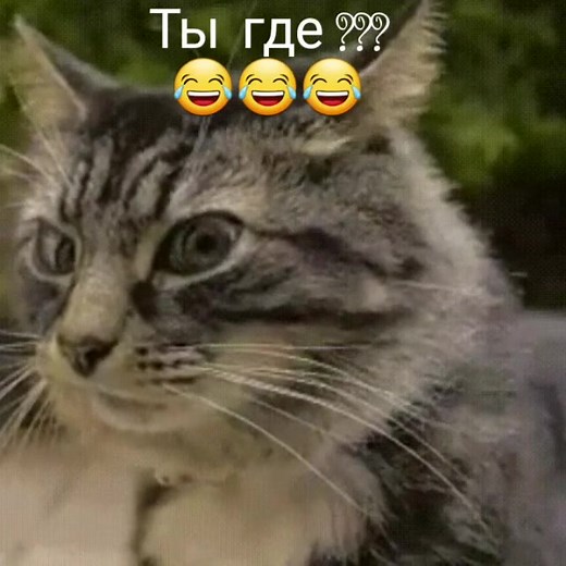 Surprised Cat Close-Up: Cute and Funny Reaction