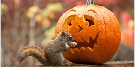 Here's How to Stop Squirrels from Eating Your Pumpkins This Fall