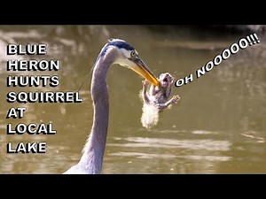 Heron Eats Squirrel Alive (RAW Footage) | Wild Predator Behavior San Diego