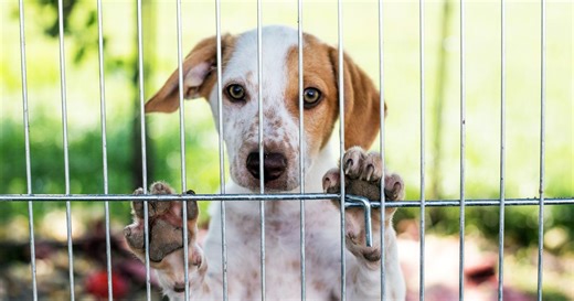 Abandon d’animaux : la SPA dévoile les terribles résultats de son enquête nationale inédite