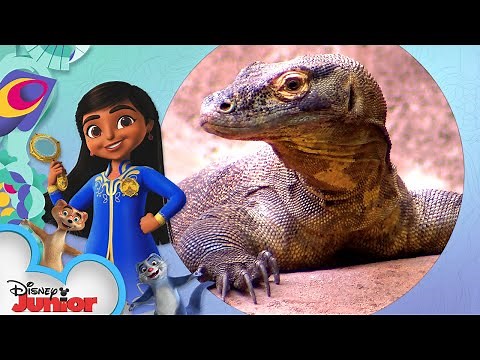 Komodo Dragon | Disney Animals: Look Closer with Mira! | @disneyjr
