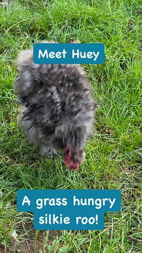130 reactions · 104 shares | Silkie rooster loving grass! #silkiechicken #Silkies #silkierooster #backyardchickens #pets #petrooster #fbreelsfypシ゚viralシ #viralpost2024 #teamkoreanghilas #TeamWhiteHearts #bisdak | Merilyn Elumir Buffenbarger | Facebook