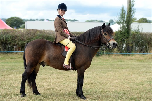 Is an Exmoor pony right for you? Tips from a breeder on buying your perfect one