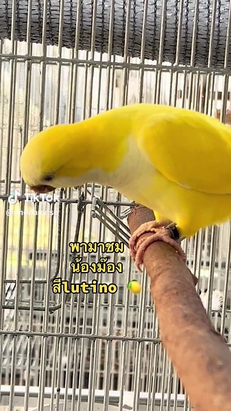 Discover the Lutino Monk Parakeet's Unique Beauty