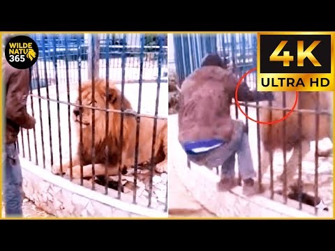 40 Most Brutal Animal Attacks Caught on Camera | WildLife Attacks #72