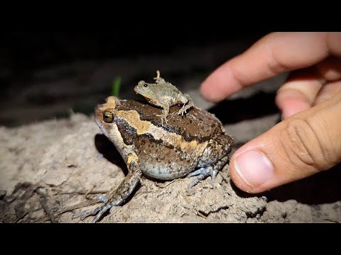 Frog catch fly | Catch frog jumping for fun | Catch big bull frogs funny | Catch a frog for fun