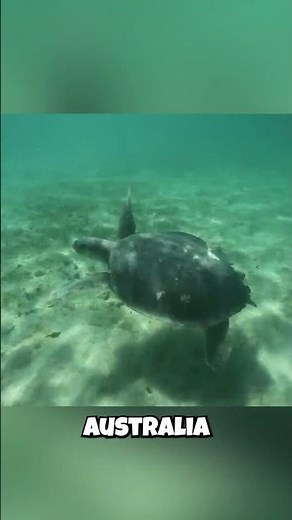 🇦🇺 The Australian Sea Turtle You've Never Heard Of! 🇦🇺 Meet the Flatback Turtle!