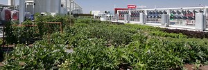 Levi's Stadium Greenroof & Rooftop Farm - Greenroofs.com