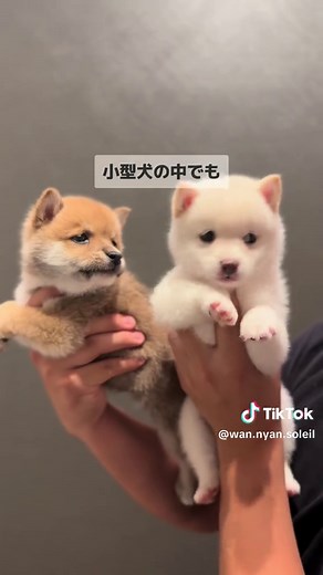 初心者におすすめの犬種をご紹介🐶 - ペットショップでの犬の選び方