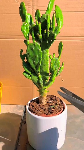 192K views · 970 reactions | Useful tips for cactus 華#cactus | Cactus Garden | Facebook