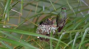Rufous-tailed hummingbird feeding young. (Amazilia tzacatl) | BIRDS & Nature