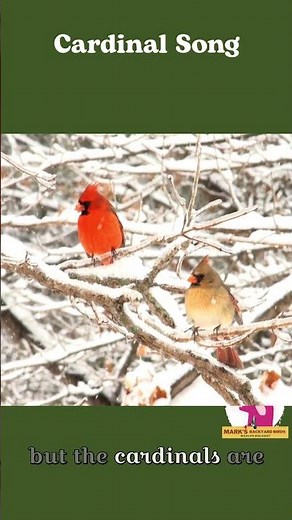 Cardinal Song