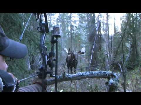 Yukon Moose Hunt