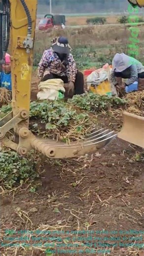 Excavator Helps Harvest Chinese Houttuynia:Farm Teamwork