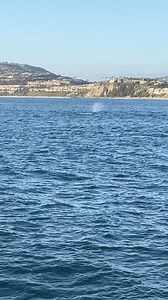 55 reactions | North bound gray whales swimming right past the Ritz Carlton ✨ This northbound migration is in full swing! Multiple whales are seen daily. You can listen to Captain Chris Pica in his narration reminding people to be very respectful of the whales and never impede their travel. #graywhales #graywhalemigration2024 #danapoint #whalewatching #naturephotography #naturerocks #getoutside | Dana Wharf Whale Watch | Facebook