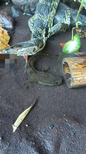 fishing,fishing videos,fishing eating - SNAKEHEAD FISH #shorts #fish #channa #viralvideo