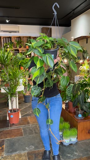Philodendron Brasil — care guide 🌱 • Light: Prefers bright, indirect light but tolerates low light. • Water: Water when the top 2–3 cm (1 inch) of soil feels dry. Avoid overwatering. • Humidity: Loves higher humidity but adapts well to average indoor levels. • Temperature: Thrives in 18–27°C (65–80°F); keep away from cold drafts. • Soil: Well-draining, airy potting mix (ideally for aroids). • Fertilizer: Feed monthly in spring and summer with a balanced liquid fertilizer. • Growth: Fast-growing