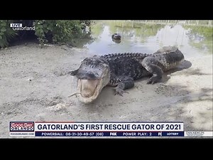 Update on Gatorland's first rescue gator of 2021