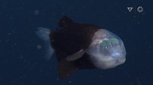 I spy with my barreleye, a new Fresh from the Deep! During a dive with our education and outreach partner, the Monterey Bay Aquarium, the team came across a rare treat: a barreleye fish (Macropinna microstoma). MBARI’s remotely operated vehicles Ventana and Doc Ricketts have logged more than 5,600 successful dives and recorded more than 27,600 hours of video—yet we’ve only encountered this fish nine times! The Aquarium team was aboard MBARI’s R/V Rachel Carson with our ROV Ventana to collect jel