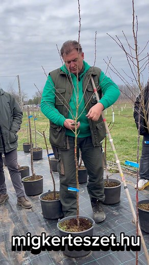 🌸 Bemutatom a frissen ültetett mandula fák indító metszését, ám figyeljetek, mert ez egy különleges növény - picit másképp is fogunk hozzá❗️ Tavasszal gyönyörű viràgai vannak- termése ehető, duplán hasznos így minden kertben 🌸 Ha megrendeled, a héten már ültetheted! 🙂 www.migkerteszet.hu | Míg Kertészet - gyümölcsfa csemete