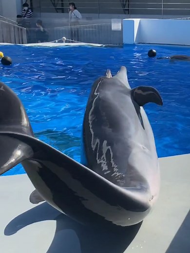 【驚愕】あなたの知らなイルカの世界 #イルカ#海きらら