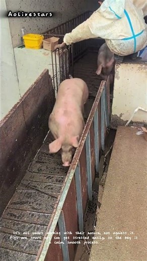 How to Load Pigs Without Stress! 🐷