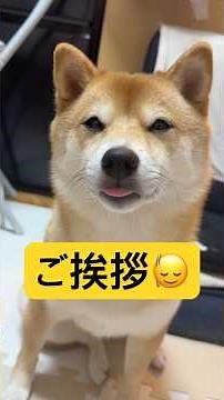 ありがとうございました✨#柴犬 #豆柴 #shibainu #犬 #犬のいる暮らし #shorts