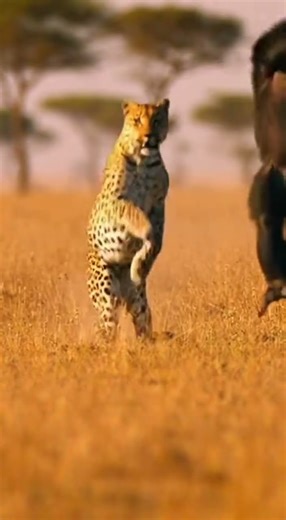 Chimpanzee Escapes Leopard by Climbing a Tall Tree Fast #wildlife #nature #escape