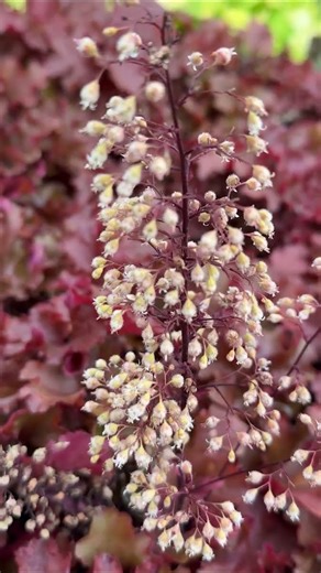 Alex shows us some of the beautiful new Heuchera down at the nursery