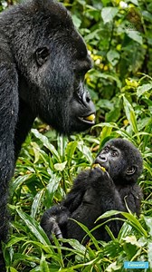 167K views · 9.1K reactions | Aww, little but full of charm, Father and Baby Gorilla Interaction轢 #fblifestyle #gorillafamily #purelove | Family gorilla photos | Facebook