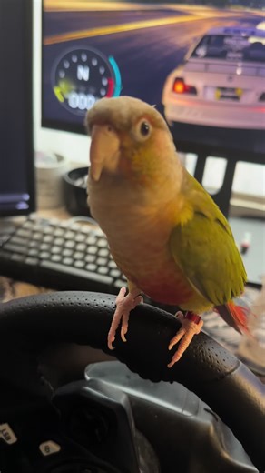 #conure #conureparrot #conurebird #parrot #bird