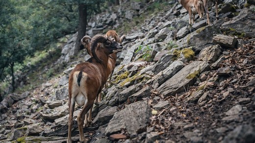 Hidden camera footage shows what moves through this rugged terrain
