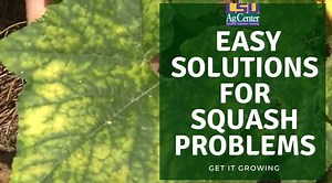 If your squash plants are beginning to show problem signs, don’t panic. On this edition of Get It Growing, guest host and LSU AgCenter specialist Kiki Fontenot suggests strategies for rejuvenating your squash plants so they’re at their best. Learn more> http://bit.ly/2xGcnLX | LSU AgCenter