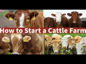 How To Start A Cattle Farm