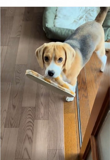 任務完了‼︎ 次の任務は？ #犬のいる暮らし #犬 #ビーグル #ビーグルのいる暮らし #癒し動画 #おもしろ動画