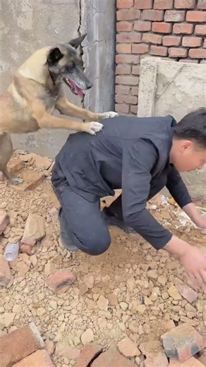 Hero Dog Saves Owner from Falling Pipe! 🐕✨ Amazin