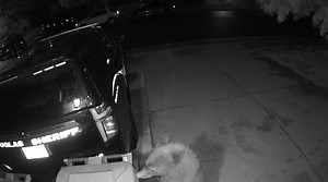 6K views · 190 reactions | Just another reminder that we live in Bear country. A #DCSO deputy, who lives in the western part of the county, sent us this video. He said that if there were trash in the cans, they would be stored in the garage. The only thing that was in these cans were two bags scooped up from the cat box! Guessing the bear found nothing appealing here! #BeBearAware Colorado Parks and Wildlife | Douglas County Sheriff's Office | Facebook