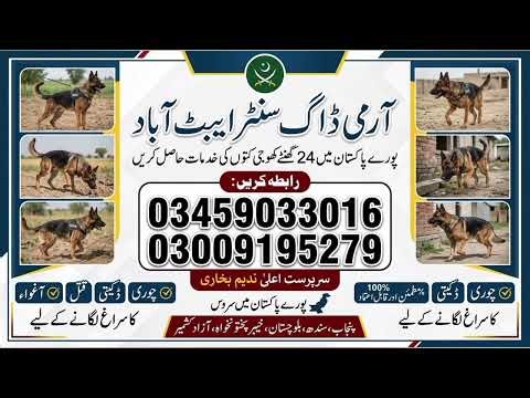 Army Dog Center Abbottabad ! Khoji Dog Center Abbottabad ! Fauji Kuttay ! sniffer dogs