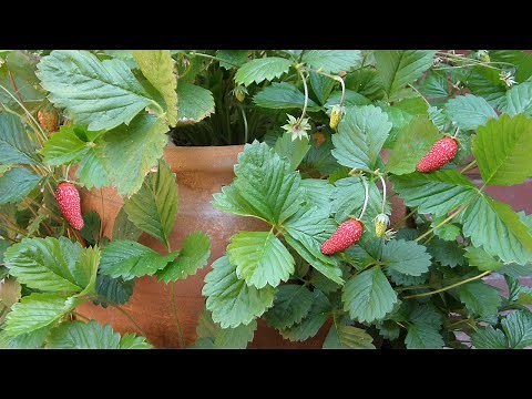 Growing Pretty And Delicious Alpine Strawberries From Seed
