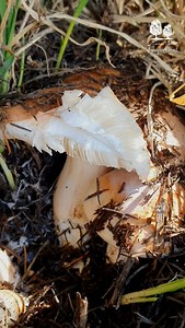 3.5K views · 118 reactions | Lebanon is a country rich in...