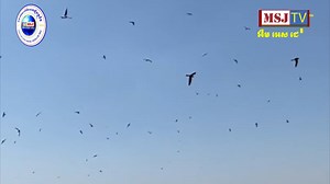 7.9K views · 202 reactions | តើក្នុងលោកនេះមានយុត្តិធម៌ឬទេបើតុលាការដោះលែងប៉ូលិសប៉ុស្តិ៍ព្រែកតាសេកទៅបាត់ចំណែកជនរងគ្រោះស្ទើរស្លាប់ស្ទើររស់កំពុងដេកពេទ្យនៅឡើយ | MSJ TV | Facebook