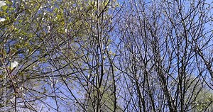 new foliage on rowan trees in spring, beautiful new rowan foliage in sunny weather